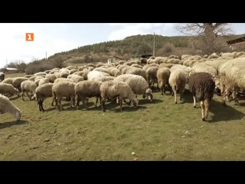 Видео: Как под покрива на една щастлива ферма живеят и работят три поколения, "Бразди" - 07.05.2022 по БНТ