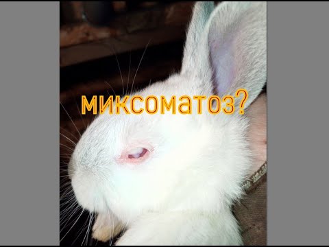 Видео: Миксоматоз у кроликов?