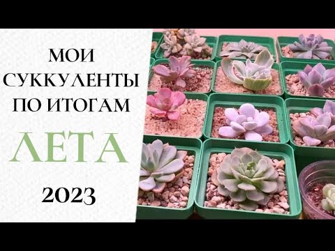 Видео: 🌺Мои суккуленты по итогам лета 2023 (часть 5)🌺