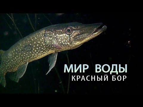 Видео: Красный Бор. Мир воды. Фильм