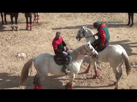 Видео: Арыс- Көмекбай атамызды еске алуға арналған дәстүрлі түрде болатын елден бата алу көкпары 01 11 2023