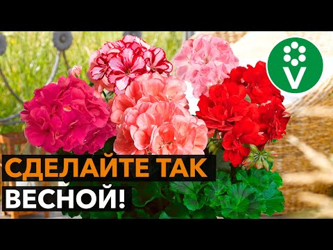 Видео: 2 приема для ЭФФЕКТНОГО ЦВЕТЕНИЯ пеларгонии!
