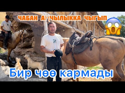 Видео: ТАЙГАНДАР 👉ЧӨӨНҮ ДАВНО КАРМАШ КЕРЕК БОЛЧУ
