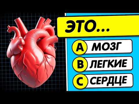Видео: 🧠 Тест o Человеческом Теле! 🧍💪🧬 Викторина На Общие Знания 😏