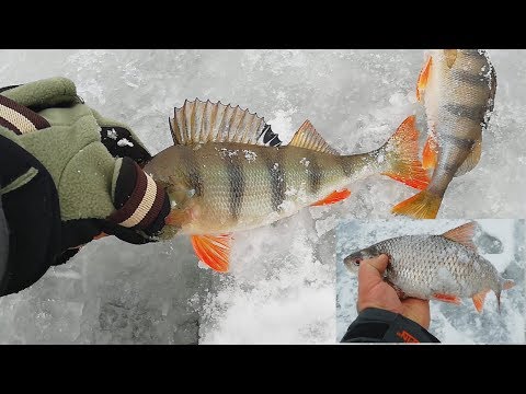 Видео: Зимняя рыбалка река Сейм.Ловля плотвы, окуня, подлещика.Зимние снасти.#Рыбалка