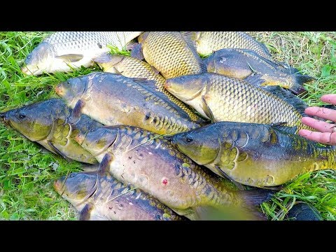 Видео: Как быстро и сердито наловить карпов за пару часов! Слабонервным не смотреть!