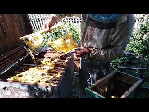 Видео: Все секреты ловли роев ,  фильм о роеловстве