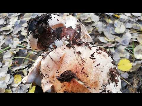 Видео: РЯДОВКА ТОПОЛЕВАЯ лат. Tricholoma populinum. Собирать одно удовольствие!