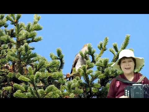 Видео: Песня под гармонь "Не считай года мои, кукушка" Кавер.