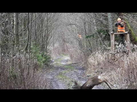Видео: ЗАГОННАЯ ОХОТА. Закрытие сезона. 28 декабря 2019г.