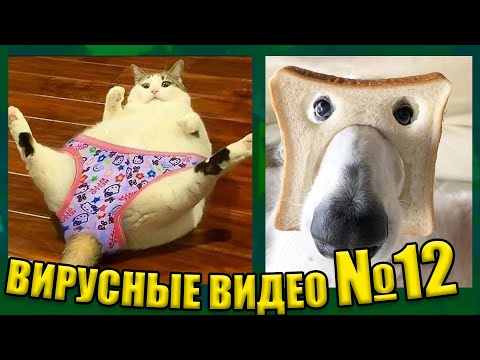 Видео: ВИРУСНЫЕ ВИДЕО / Подборка смешные животные №12