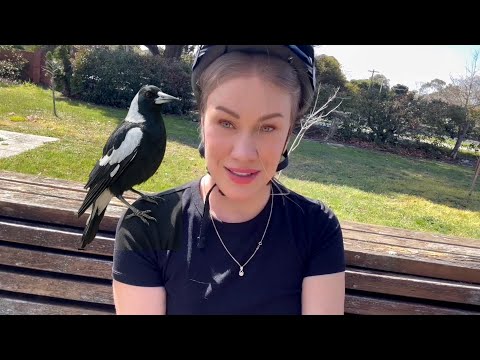 Видео: Напали вороны, заехали на кладбище… а всё ради кенгуру!))