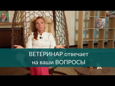 Видео: Ветеринар отвечает на ваши вопросы