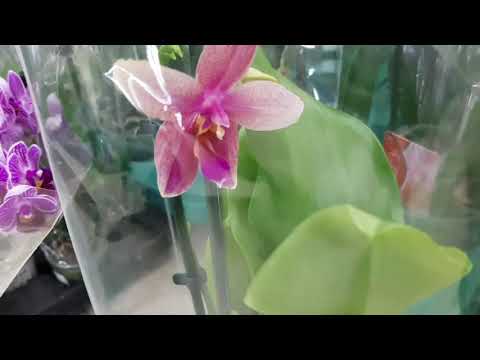 Видео: А сходим- ка в с. ц.Агро- Опт ( Махачкала) -- что у них на новенького.