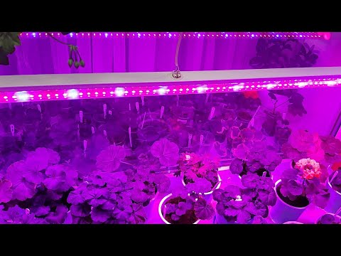 Видео: Зимняя подсветка пеларгонии. Какую лампу выбрать? Фитолампы для роста и цветения.