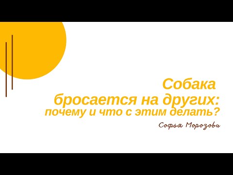 Видео: Собака бросается на прохожих - как пройти мимо?