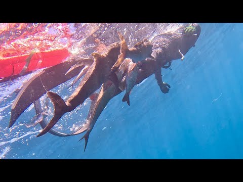 Видео: Подводная охота в поисках залежей рыбы на гавайских скалах — поймал и приготовил — (незабываемый ...