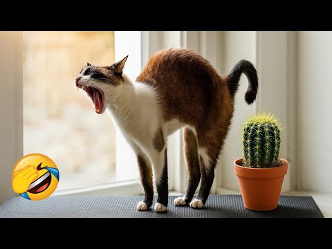 Видео: Постарайтесь не засмеяться 😂 Новые смешные видео с собаками и кошками 😹🐶 Часть 10
