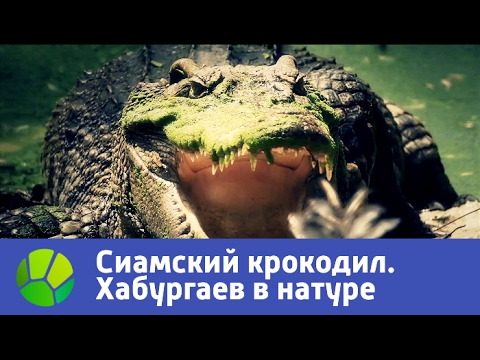 Видео: Камбоджа. В поисках сиамского крокодила - Хабургаев в натуре | Живая Планета