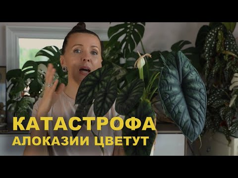 Видео: Что СТАЛО с цветущей алоказией / АЛОКАЗИЯ ЦВЕТЕТ что делать?/ МОИ цветущие АЛОКАЗИИ на сегодня.