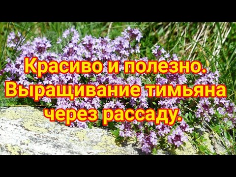 Видео: Красиво и полезно  Выращивание тимьяна через рассаду