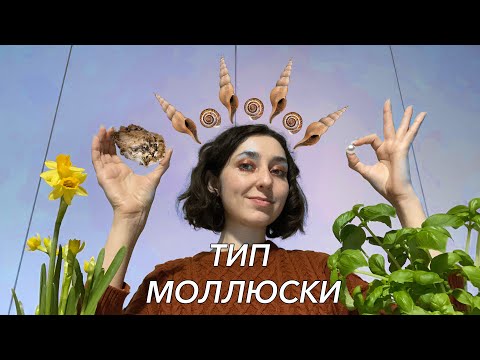 Видео: Урок "Тип Моллюски" - ЦТ, ЕГЭ, ЗНО