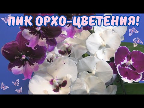 Видео: Пик орхидейного цветения. Обзор моих цветущих азиатских орхидей (весна 2024г.)