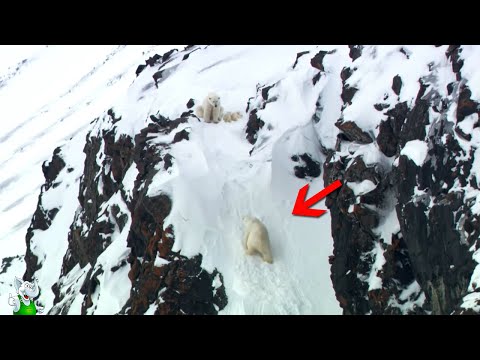 Видео: Такое Невозможно Забыть! Случаи с Животными Снятые на Камеру