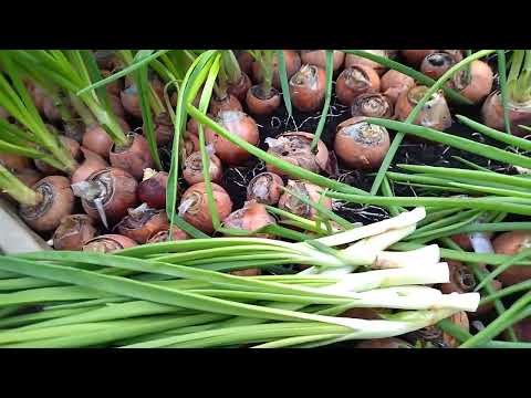 Видео: Зеленый лук как бизнес. Лук на перо в теплице зимой