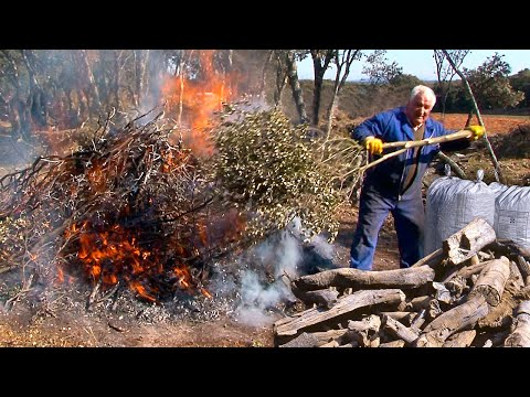 Видео: Синицы. Древнее искусство превращения дубовой древесины в древесный уголь в горах.