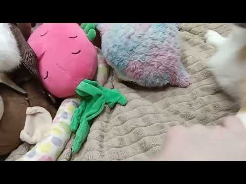 Видео: 1 ноября 2025 г.