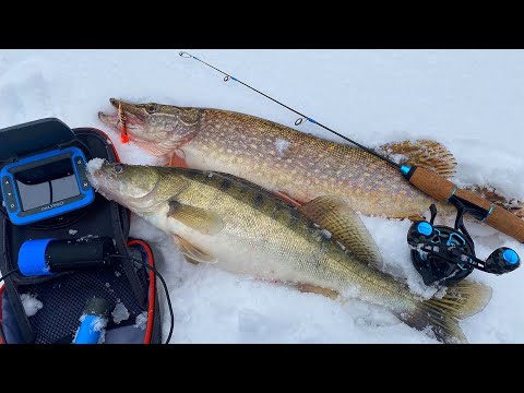 Видео: ПОПАЛИ НА РАЗДАЧУ! ЖОР судака и щуки Ловля на балансиры Рыбалка на Оке