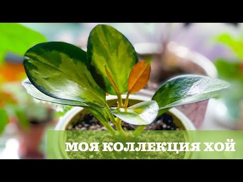 Видео: 🌸Хойи🌸Пополнение домашней коллекции