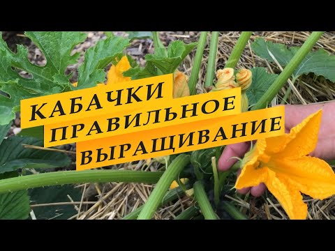 Видео: 5 причин, из-за которых кабачки не плодоносят.