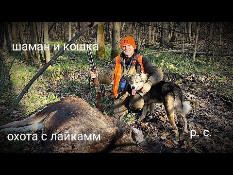 Видео: охота на лося с лайками
