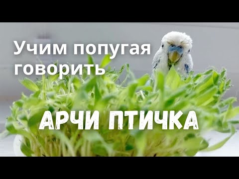 Видео: Учим попугая говорить Арчи птичка