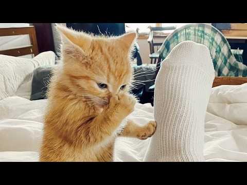 Видео: Кошки глупее, чем вы думаете 😅