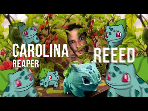 Видео: Чем кормить острый перец Carolina Reaper Red / Какие удобрения для острого перца лучше использовать?