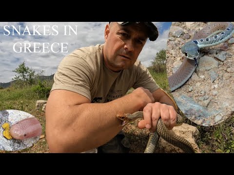 Видео: ЗА ЗМИИ В ГЪРЦИЯ 🐍🐢🐸🇬🇷HERPING IN NORTH GREECE