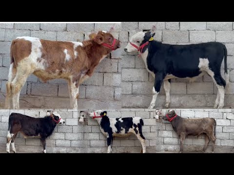 Видео: ПАРТИЯИ НАВ БУКА ВА ГНОЧИНО ОМАД 27 октября 2025 г.