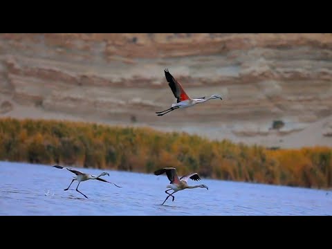 Видео: Фламинго в озере Судочье (2 серия)