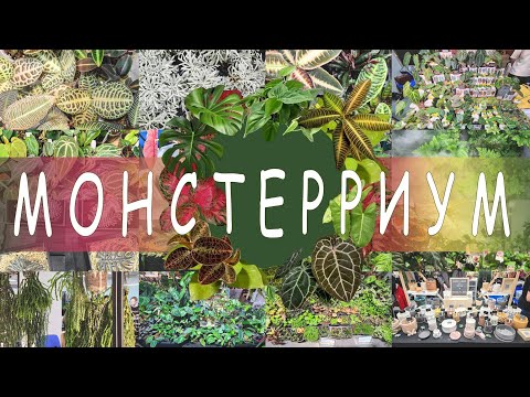 Видео: МОНСТЕРРИУМ/Обзор всех участников/Продавцы повышают цены каждые 5 минут!