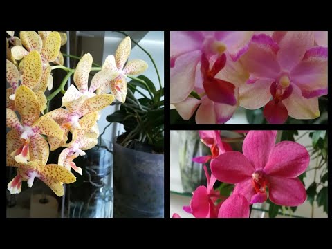 Видео: ЧЕМ УДИВИЛИ ЭТИ ОРХИДЕИ 🤗#Julia #Taisuco Jasper #Buddh'as Treasure❣️ #PHALAENOPSIS #ORHIDS #ORJIDEA