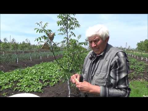 Видео: Гибридизация Туларе Опыление сортами № 30,48,68,7