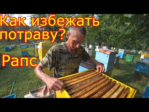 Видео: Как избежать потравы пчёл?  Обработка Рапса