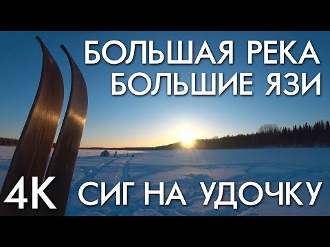 Видео: БОЛЬШАЯ РЕКА - БОЛЬШИЕ ЯЗИ / СИГ НА УДОЧКУ