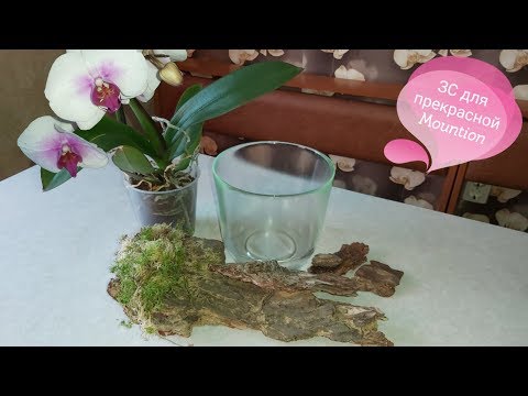Видео: Подробное видео, как посадить ОРХИДЕЮ фаленопсис в Закрытую Систему/Фаленопсис Mountion