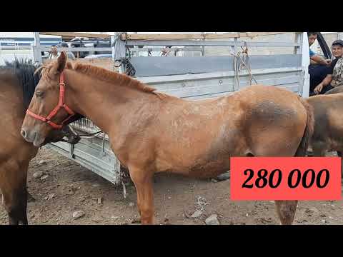 Видео: Айғыр мініс аттар, Алматы ұзынағаш мал базар. 06 08 23