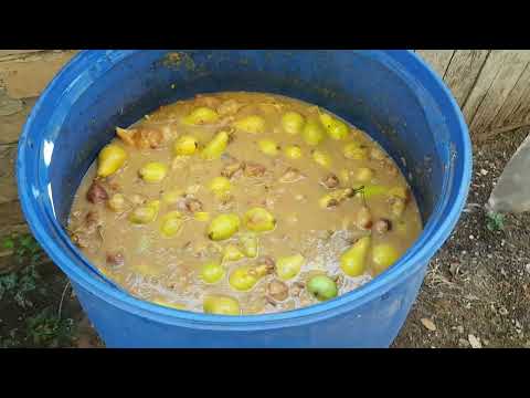 Видео: ВОДКА ИЗ ГРУШИ) ( მსხალის საარაყე.!!!