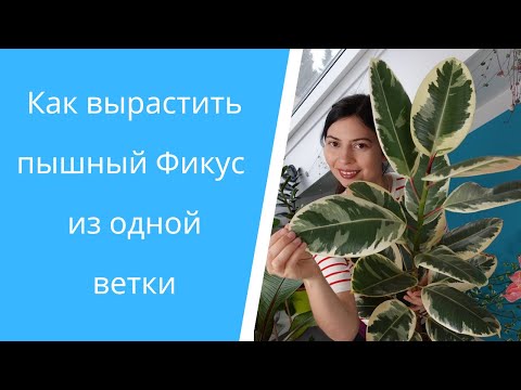 Видео: Фикус каучуконосный размножение с результатом!🌱 Сорта: Тинеке, Абиджан, Белиз